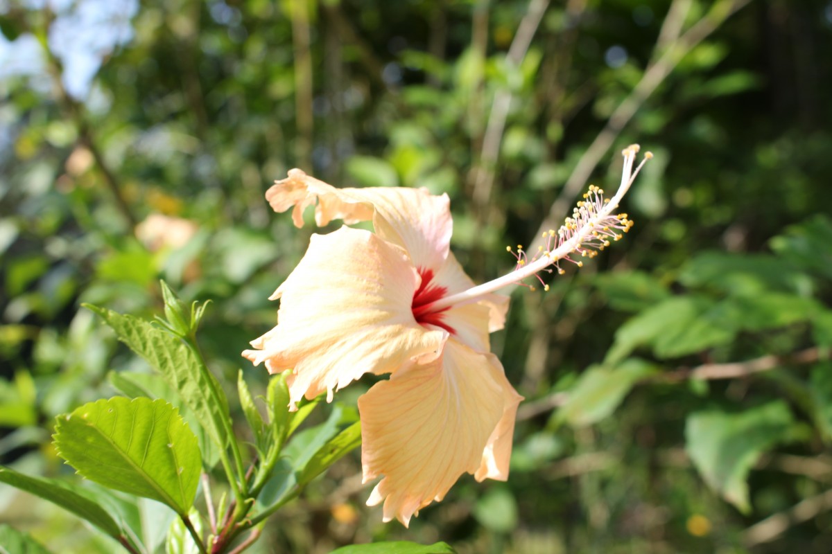 Hibiscus rosa-sinensis L.